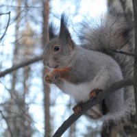 белочка :: Анна Бурылова