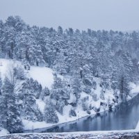 снежный лес :: Ольга Чубан