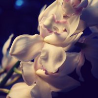 Орхидея... :: Вероника Великих