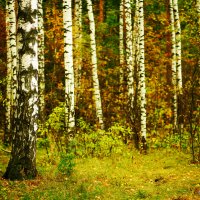 Осень в смешанном лесу :: Александра КЕЙЛИ Макарова