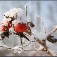 шиповник :: Татьяна Панчешная