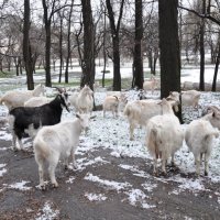 Козлятки :: Александр Полин