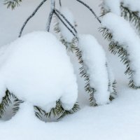 ветка в снегу :: Игорь Погорелов