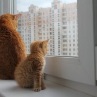 Рыжие коты :: Екатерина Ртищева