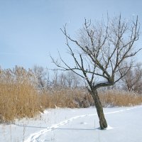 Тропинка :: Юрий Кальченко