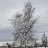 В ледяном плену... :: Вера Бокарева