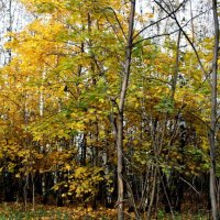 Осенний Лес :: Тамила Сагайдак