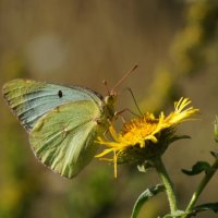 Южная степная желтушка (Colias erate) :: Сергей Ко