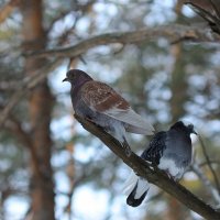 Посиделки. :: Самир Аббасов