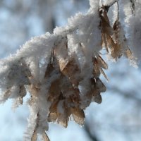 зима :: Константин Антошкин