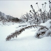 Снежное... :: Лена L.