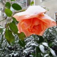 Зимняя роза :: AV Odessa