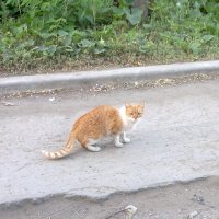 кот рыжий :: Ольга 