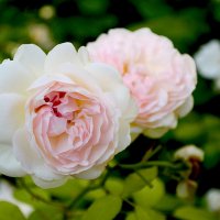 розовые розы :: Katya Rim
