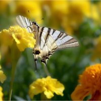 Бабочка и лето :: Алла Allasa