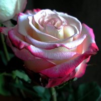 Розовый аромат :: Любовь Чунарёва