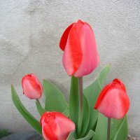 Тюльпаны " Spring " :: laana laadas