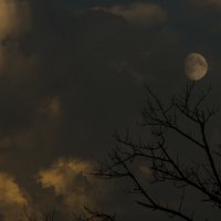 Луна на дереве :: Эхтирам Мамедов