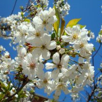 Цветы весны :: Стас Борискин (STArSphoto)