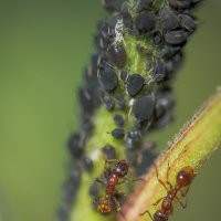 муравьи и тля :: Аркадий Алямовский