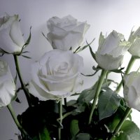 Белые  розы. :: Larisa 
