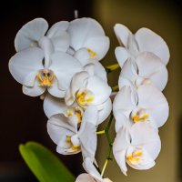 Phalaenopsis Aphrodite :: Дмитрий Солдатенко