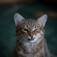 Эмоции моего кота :: Николай Николаенко