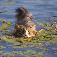 Водяной кот :: Leo Alex Foto