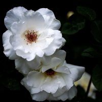 Белые розы :: Zinovi Seniak