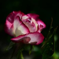 Роза в саду :: ***Наталья ***