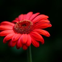 gerbera :: Zinovi Seniak