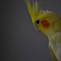 Попугай Каша :: Amana Sakura 