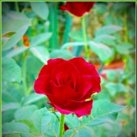 роза в саду :: Юрий Владимирович