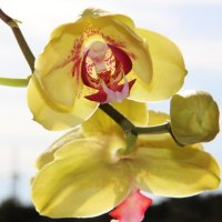 Орхидея :: ОЛЬГА (olinaviolina)