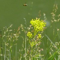 Полёт шмеля :: Вадим 