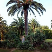 пальмы :: Лиза Ворончихина