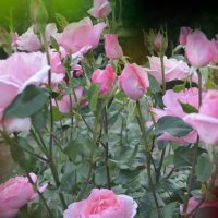 Цветы моего сада.  Роза. :: Юрий Пожидаев