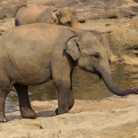elephant story :: Elena Korneva