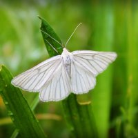 Белая бабочка :: Julia Martinkova