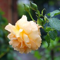 Желтая роза :: ВАСИЛИЙ ГРИГОРЬЕВИЧ К.