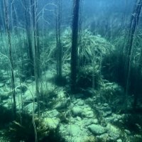 Подводный лес :: Boris Khershberg