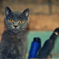 Нереальный кот, нереальный взгляд)) :: Ксения Базарова