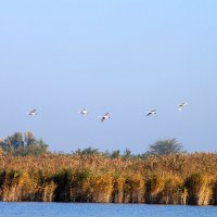 Лебеди над рекой :: Алла ZALLA