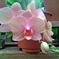 Орхидея :: Natali 