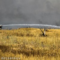 долгий разговор со стихией :: Ежи Сваровский