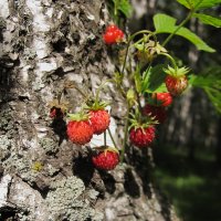 Русский мотив :: Дмитрий Михайлович Сарасек