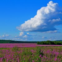 Иван-чай цветет :: Ольга 