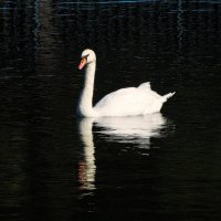 а белый лебедь на пруду... :: Александр Корчемный