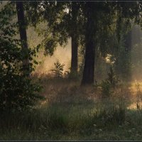 В лесу :: Надежда Лаврова