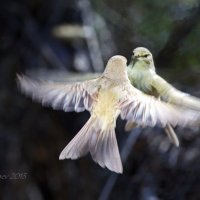 Пеночка-весничка — Phylloscopus trochilus :: Евгений 